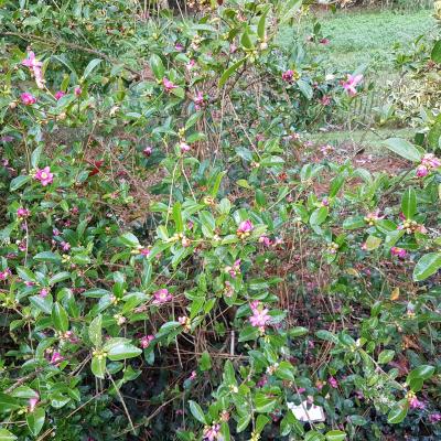 Camellia puniceiflora