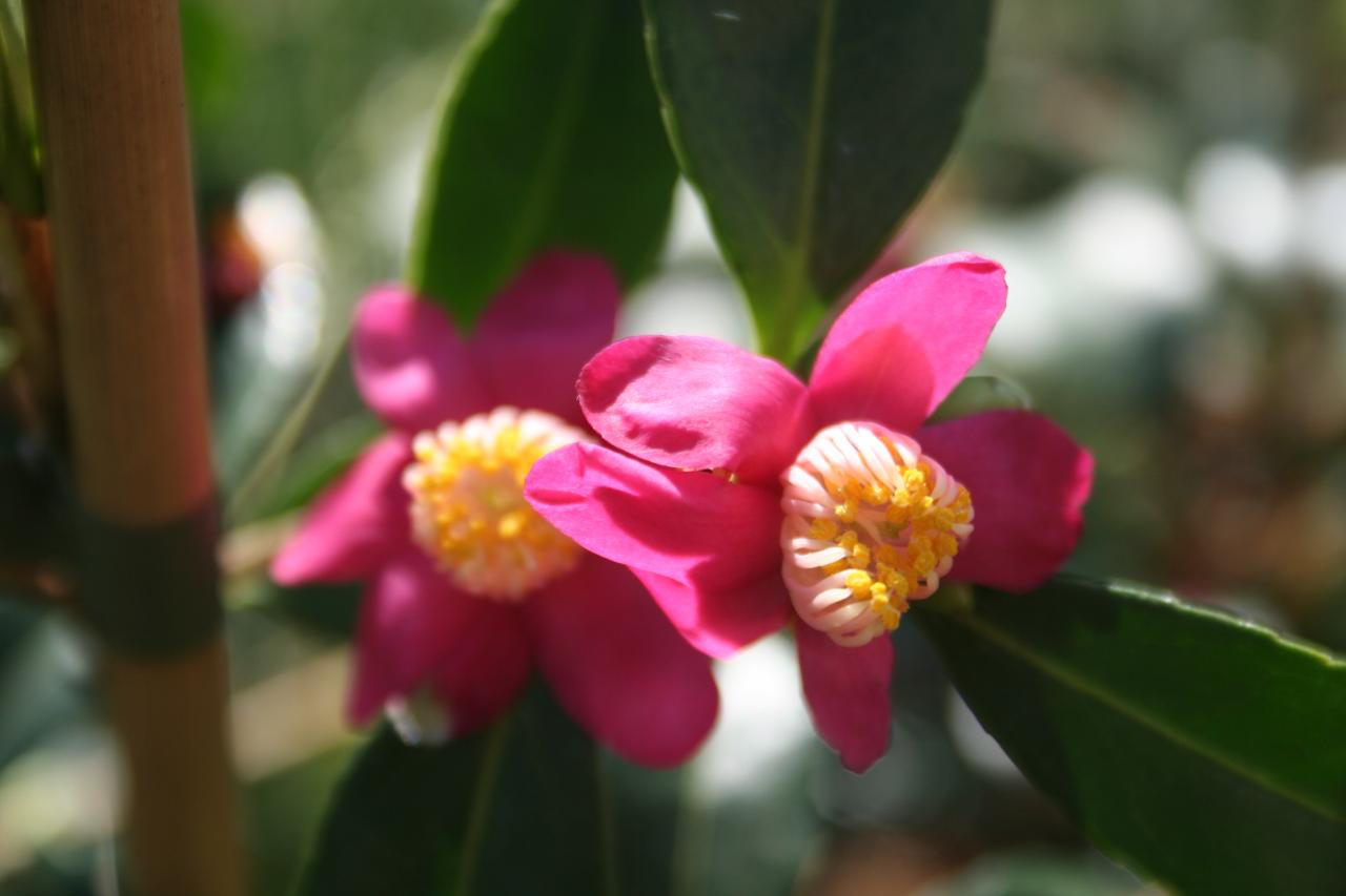 Camellia puniceiflora-2-