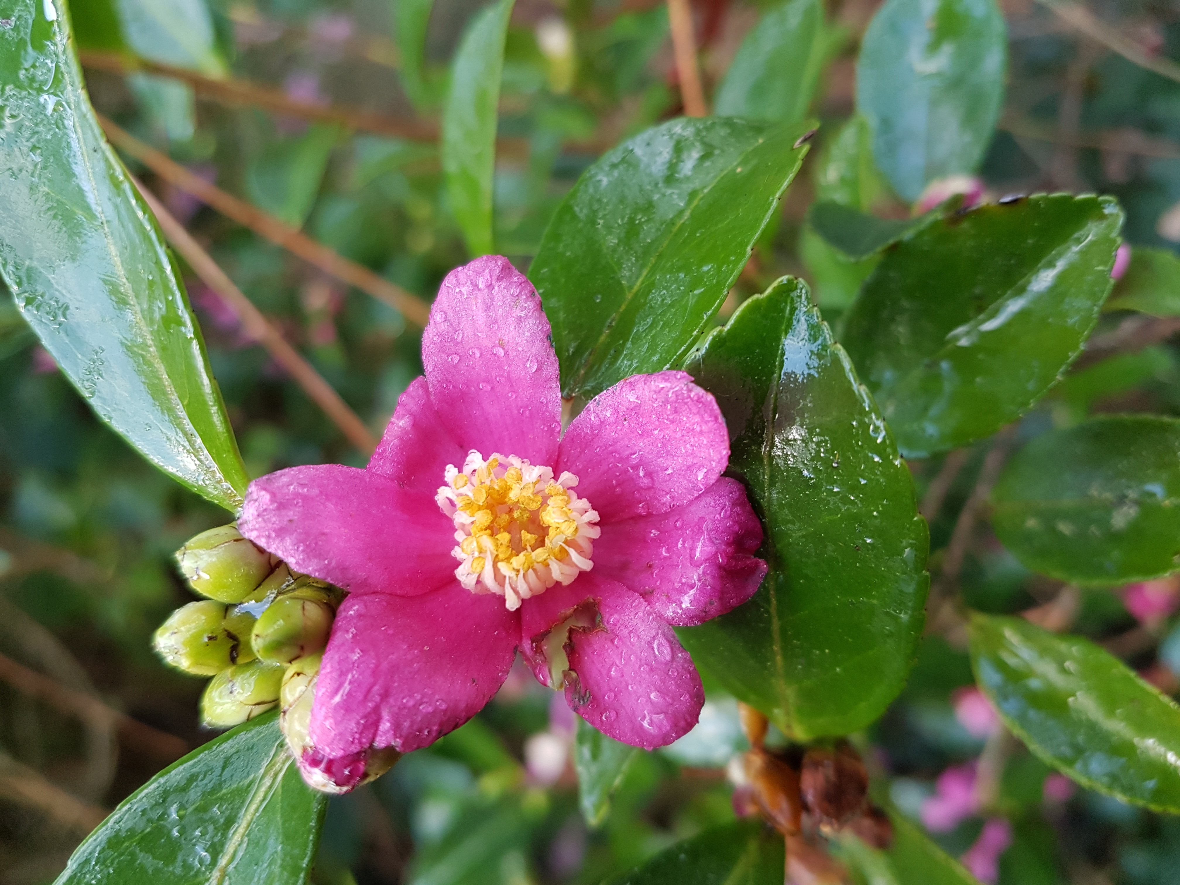 Camellia puniceiflora