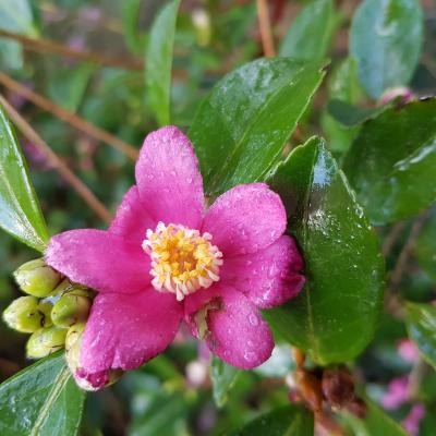 Camellia puniceiflora