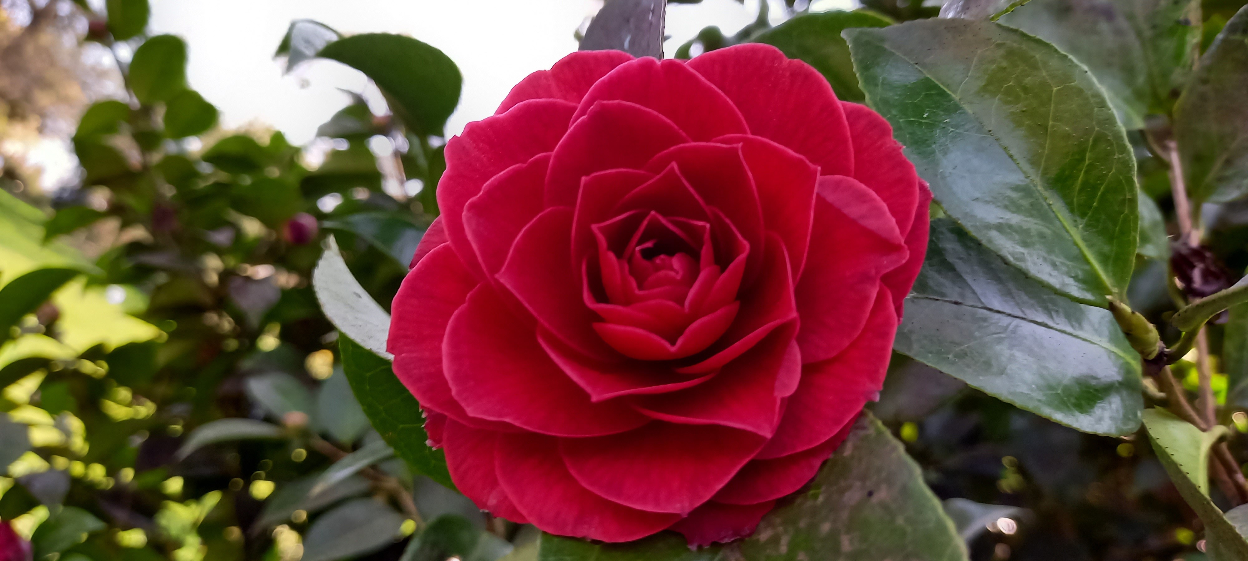 Camellia reticulata 'Black Lace'