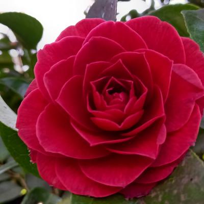 Camellia reticulata 'Black Lace'