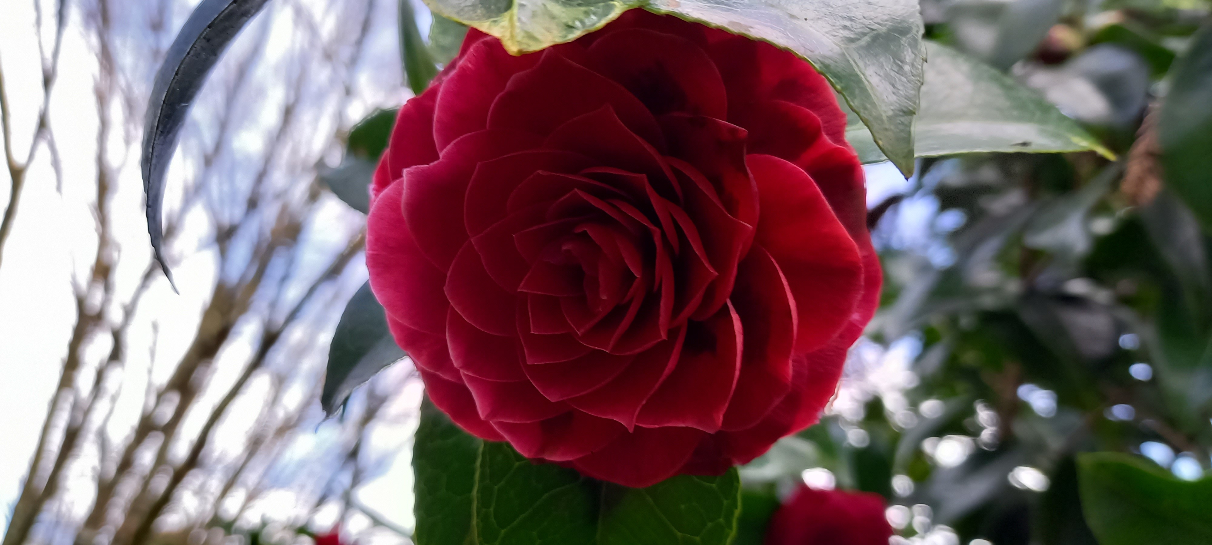 Camellia reticulata 'Black Lace'