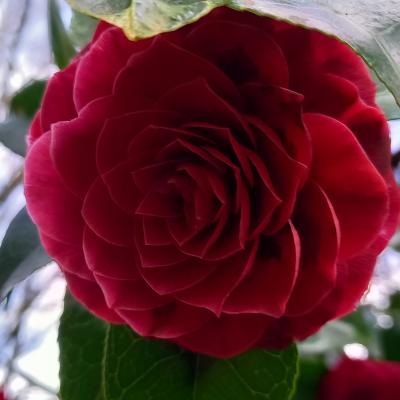 Camellia reticulata 'Black Lace'