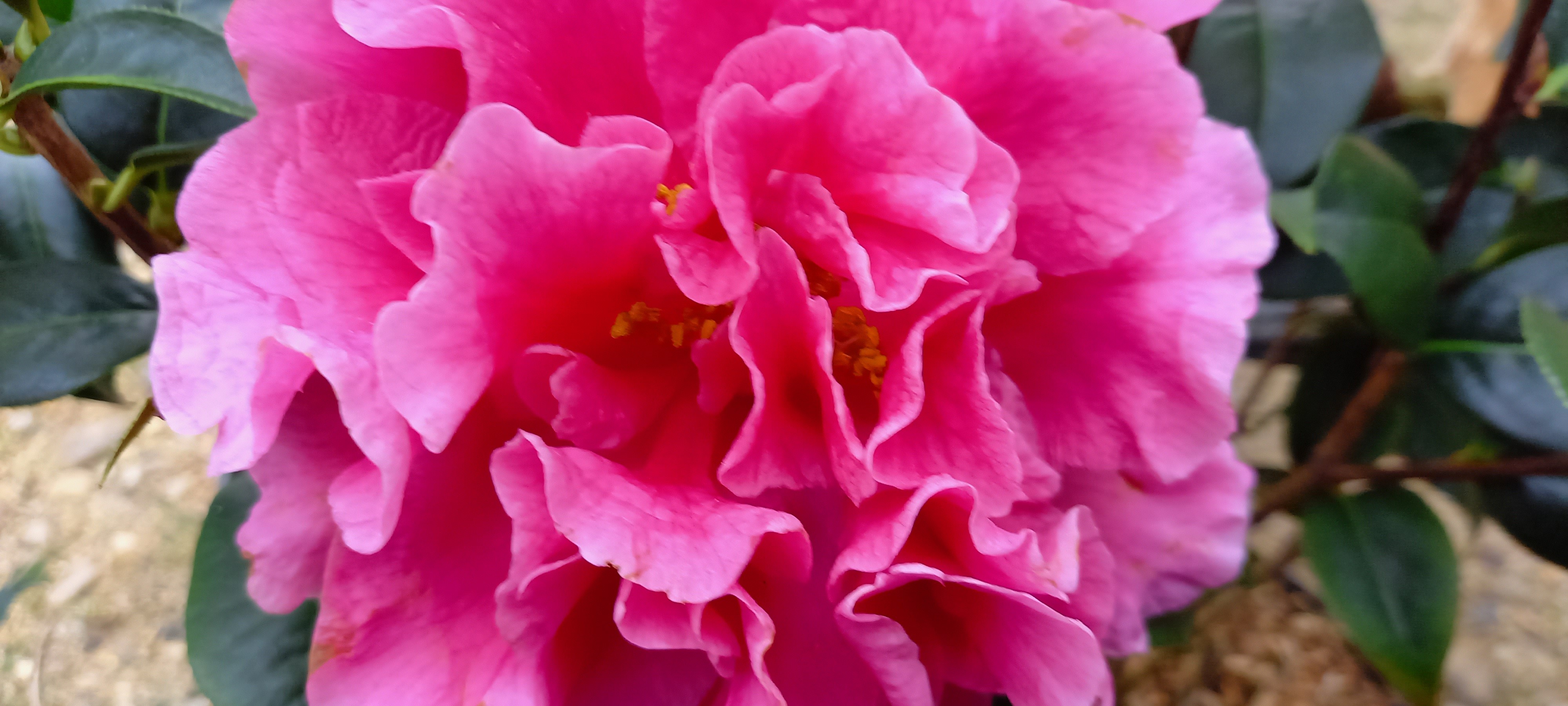 Camellia reticulata 'Debut'
