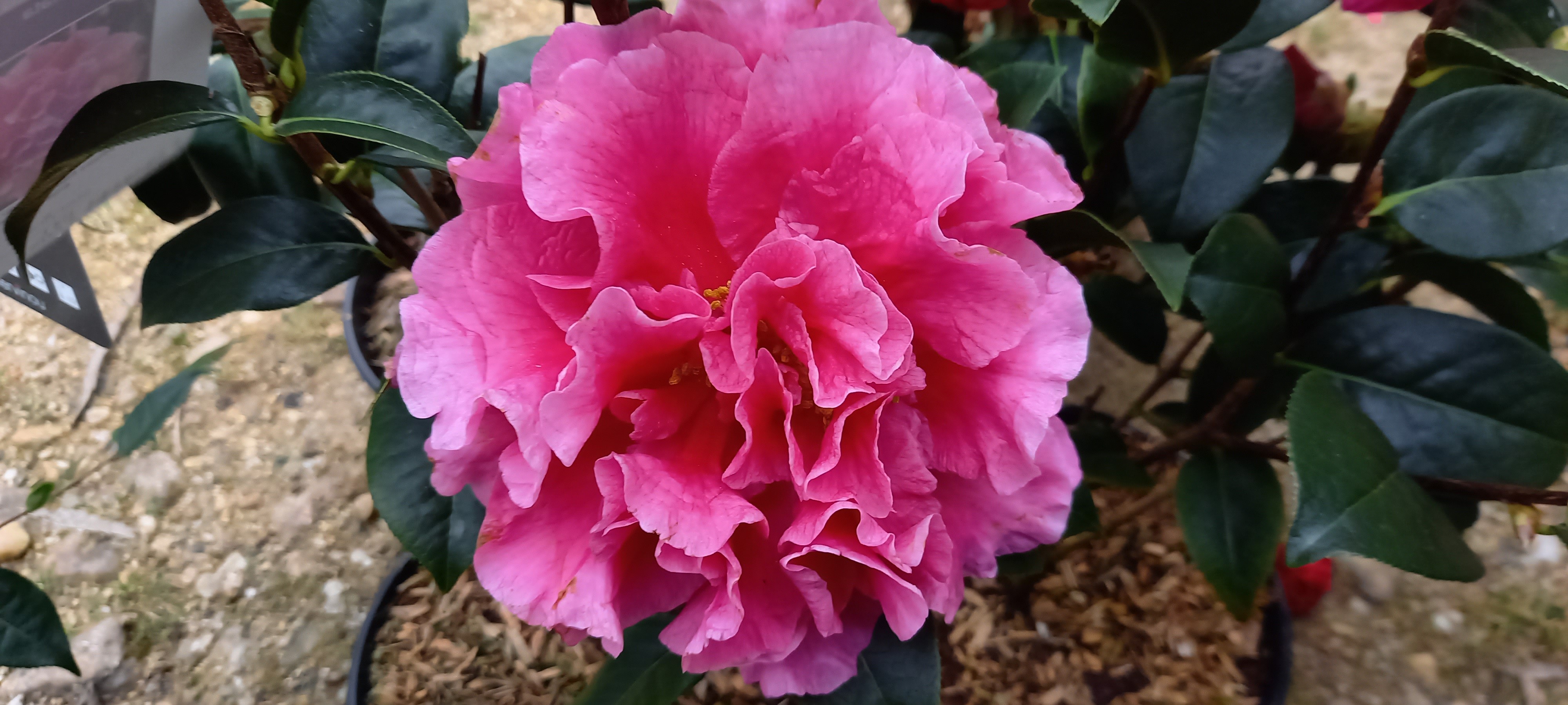 Camellia reticulata 'Debut'