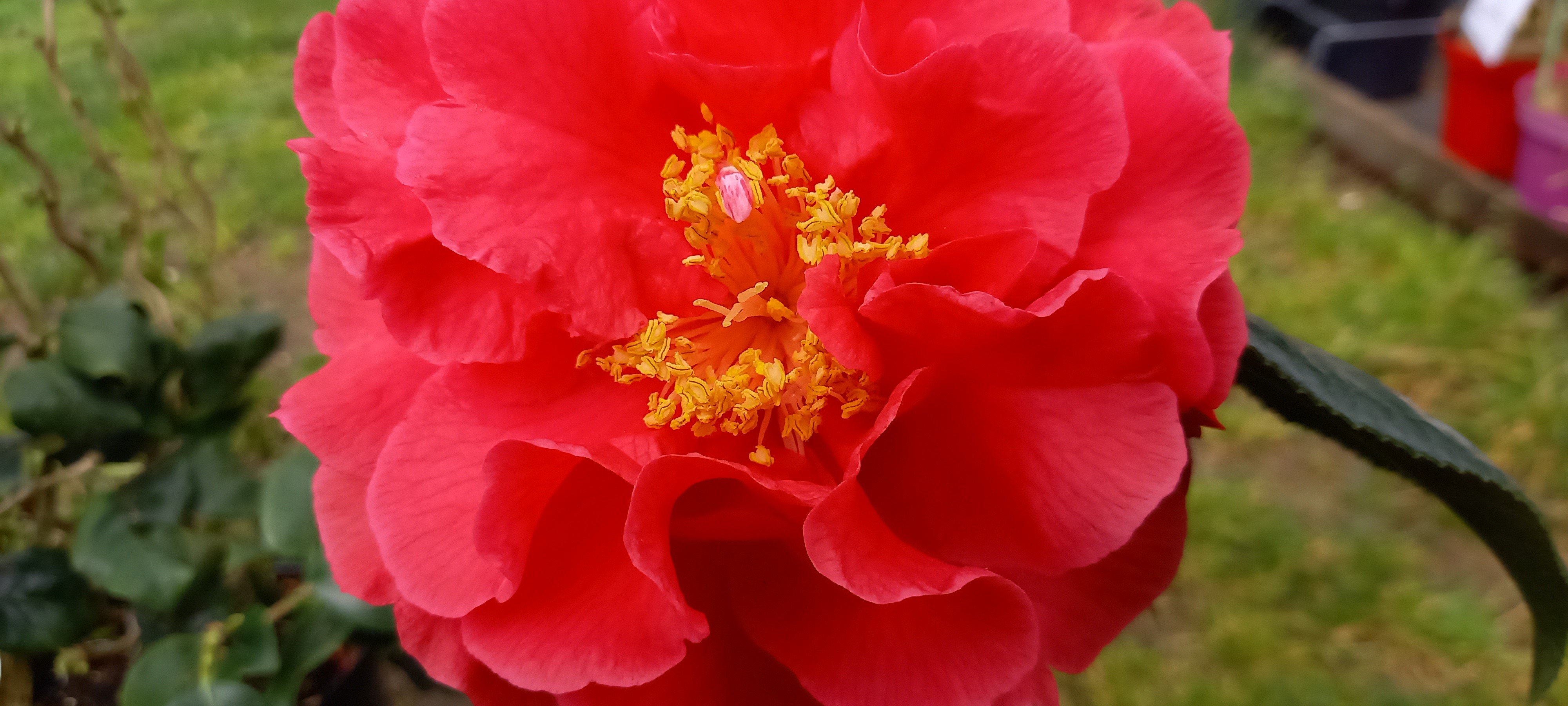 Camellia reticulata 'Dr. Clifford Parks'