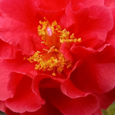 Camellia reticulata 'Dr. Clifford Parks'