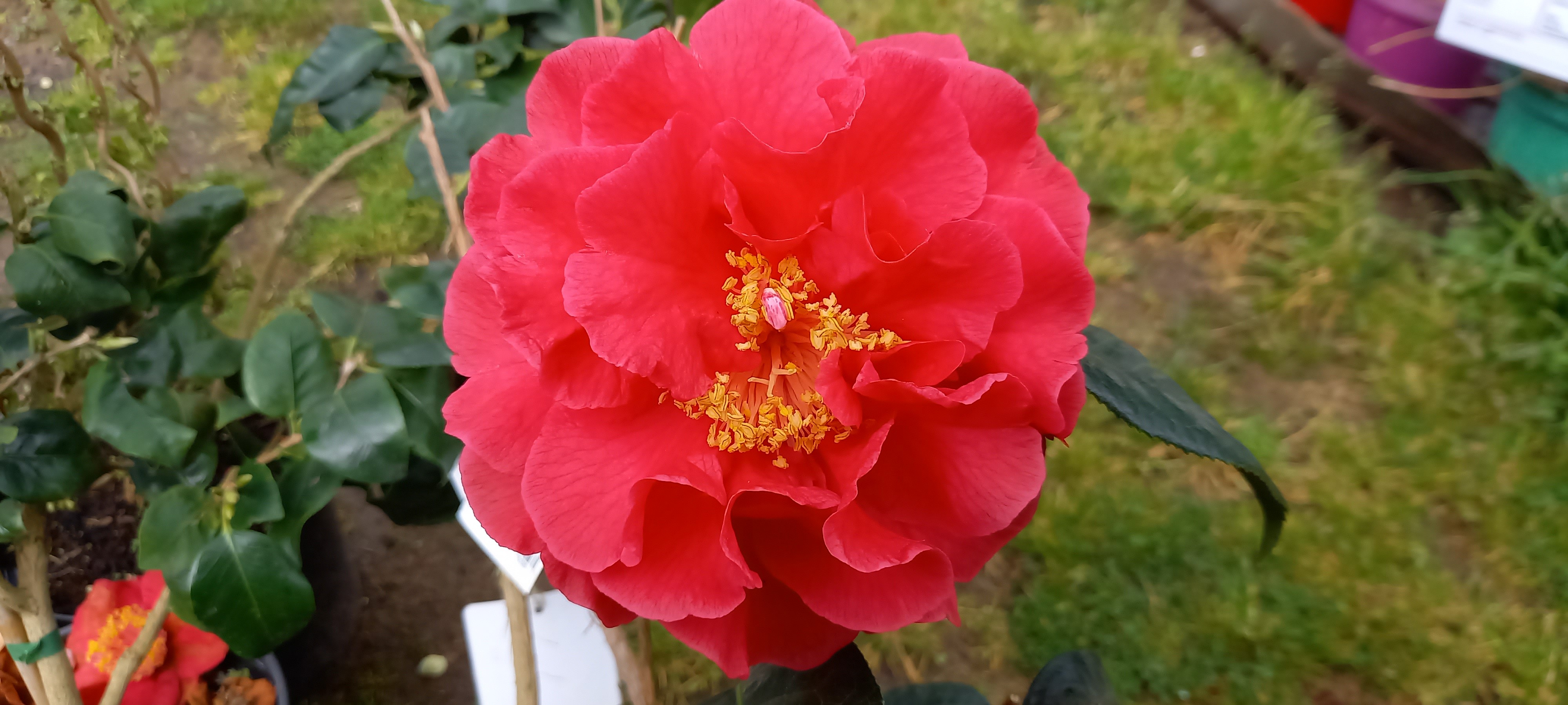 Camellia reticulata 'Dr. Clifford Parks'