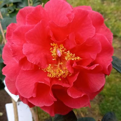 Camellia reticulata 'Dr. Clifford Parks'