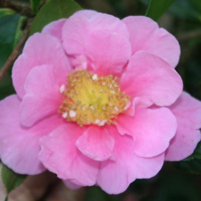 Camellia reticulata 'Dream Girl'