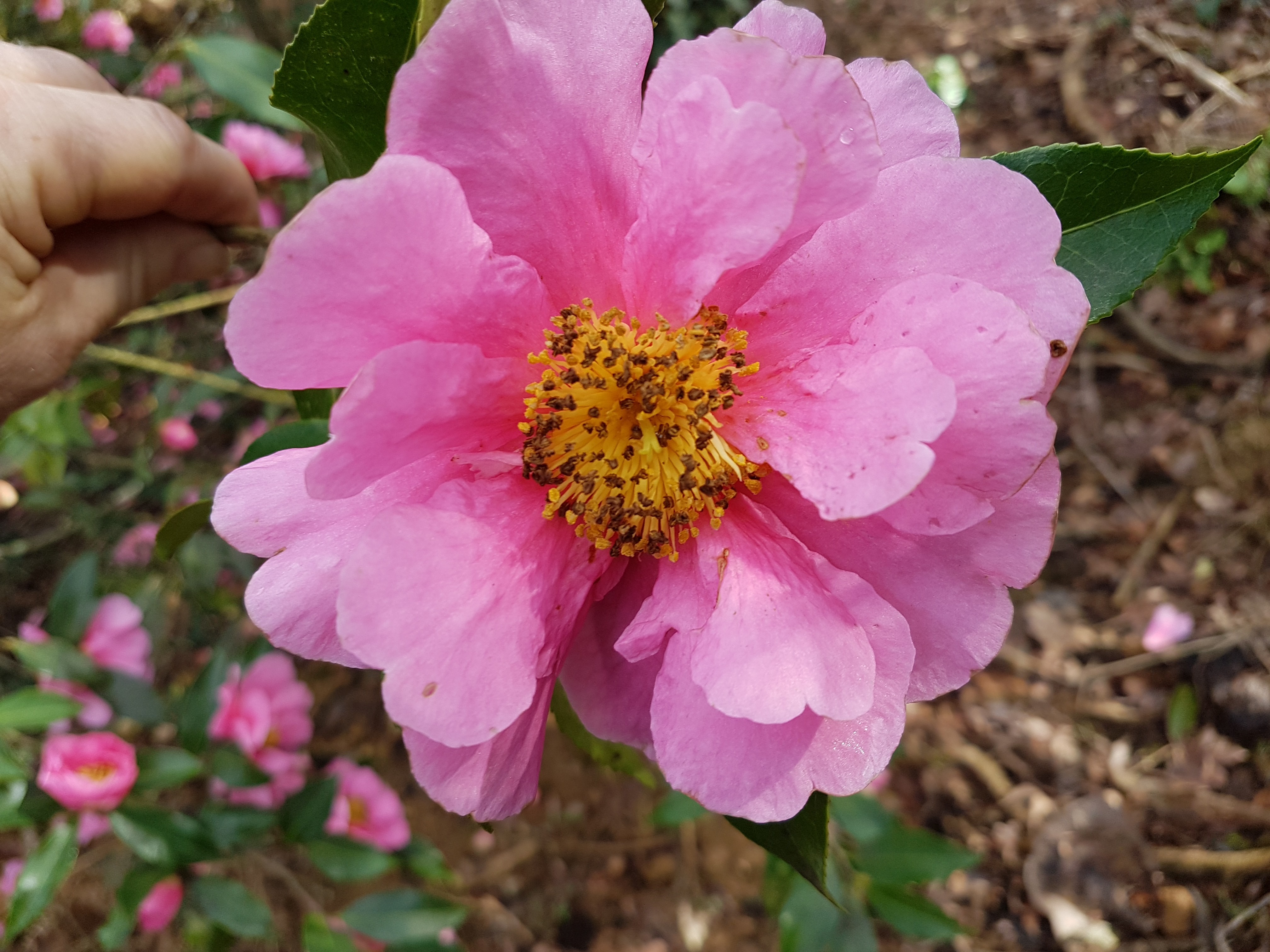 Camellia reticulata 'Dream Girl'