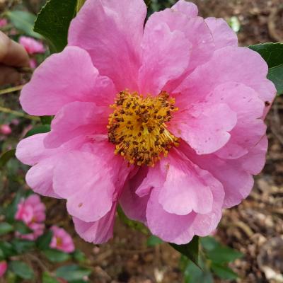 Camellia reticulata 'Dream Girl'