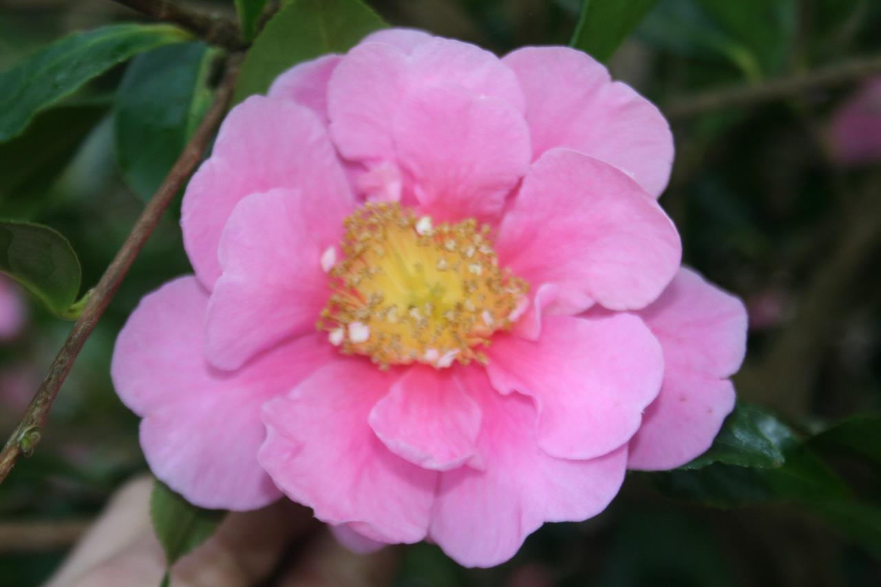 Camellia reticulata 'Dream Girl'
