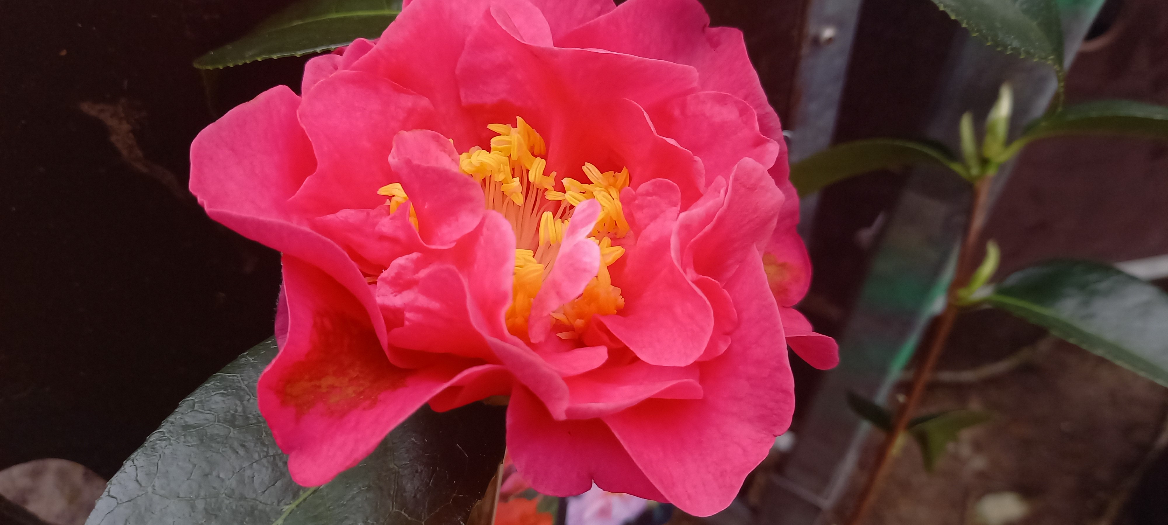 Camellia reticulata 'Francie L'