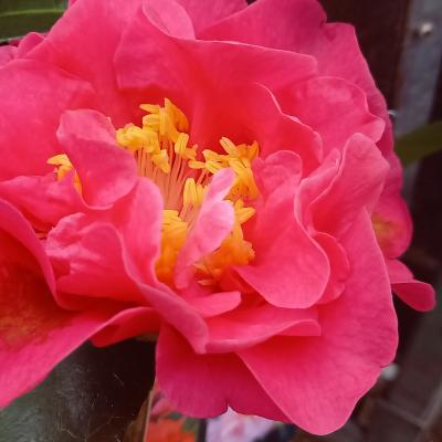 Camellia reticulata 'Francie L'