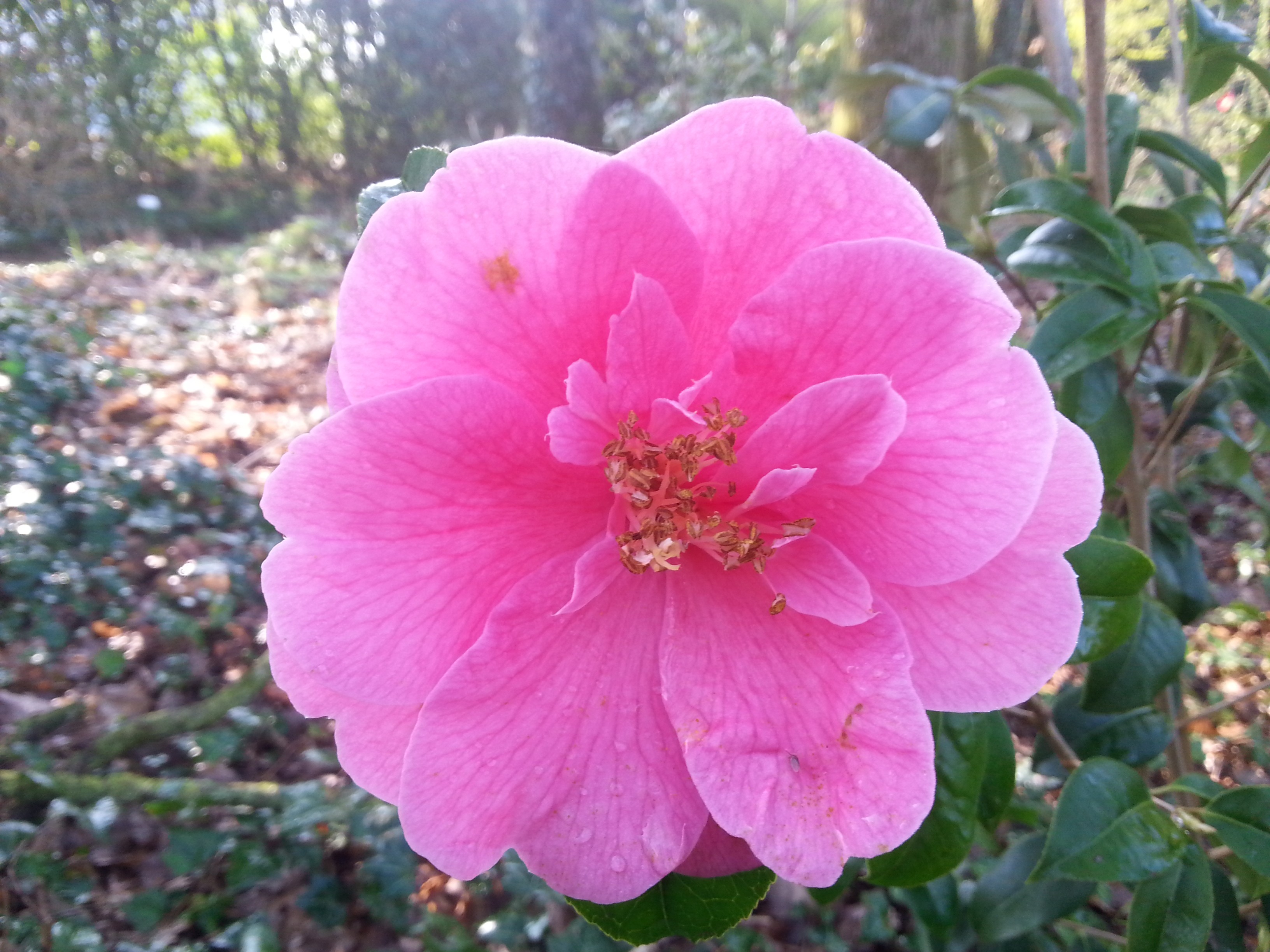 Camellia reticulata 'Inspiration'