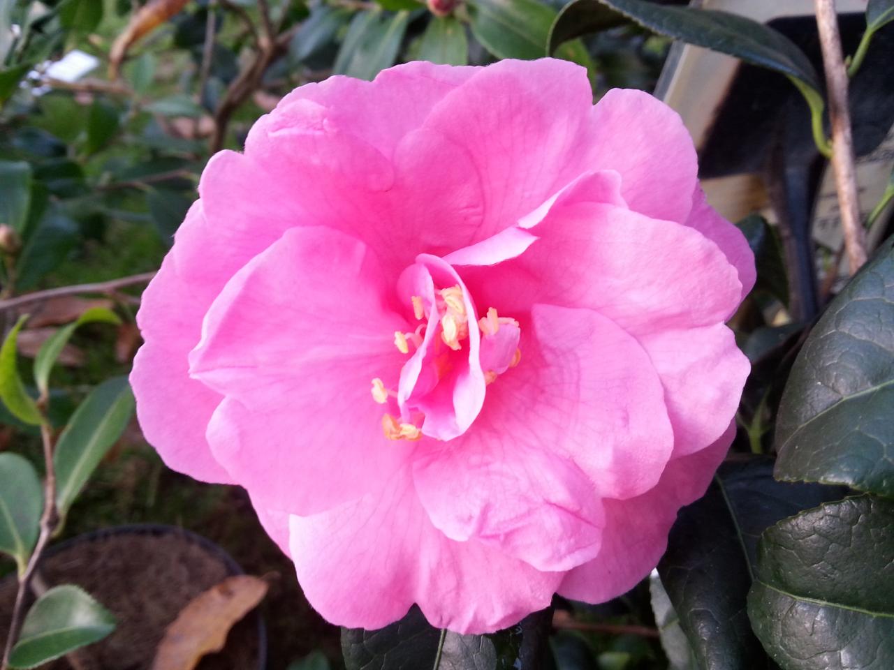 Camellia reticulata 'Inspiration'-2-