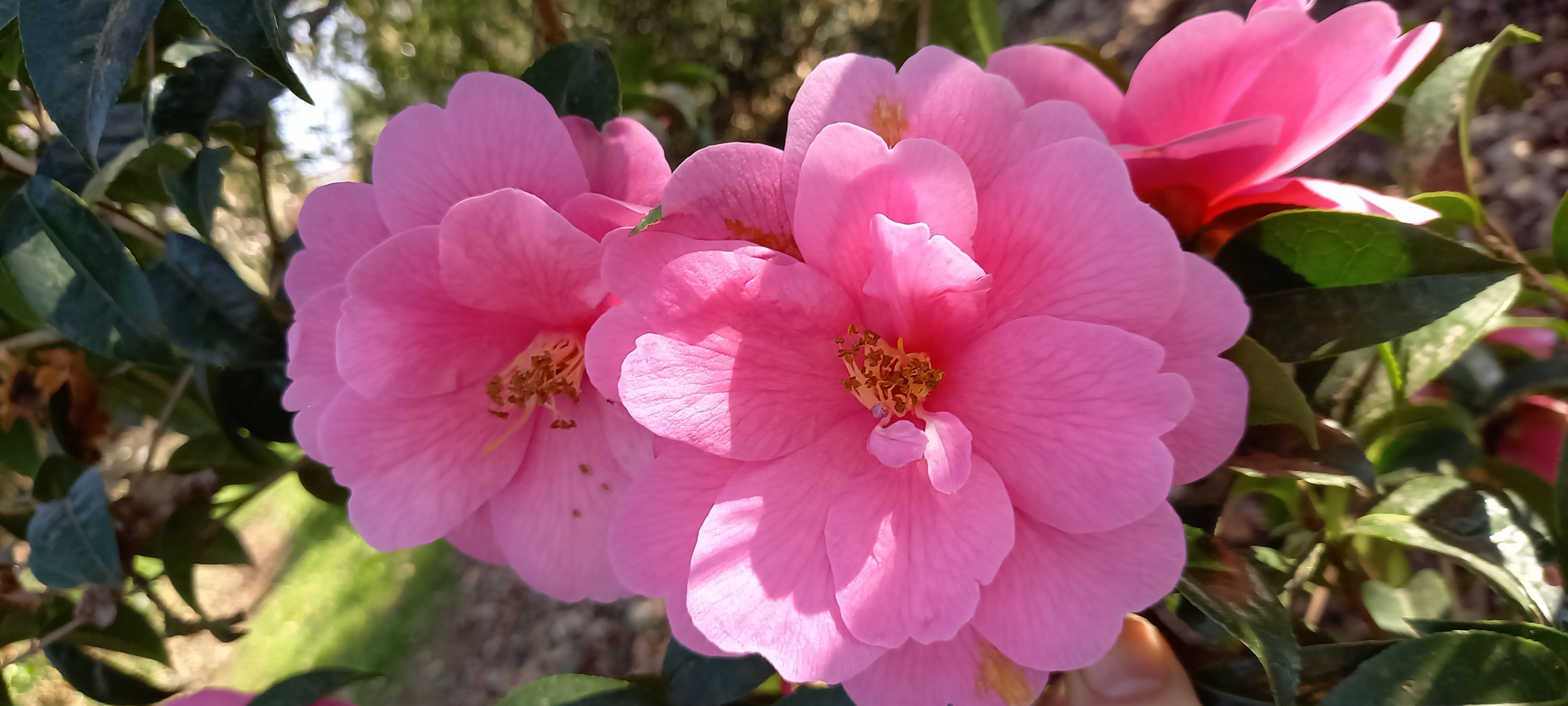 Camellia reticulata 'Inspiration'