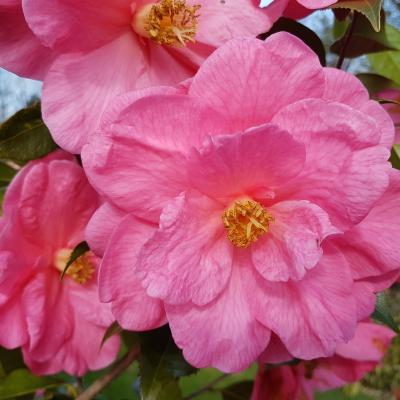 Camellia reticulata 'Interval'