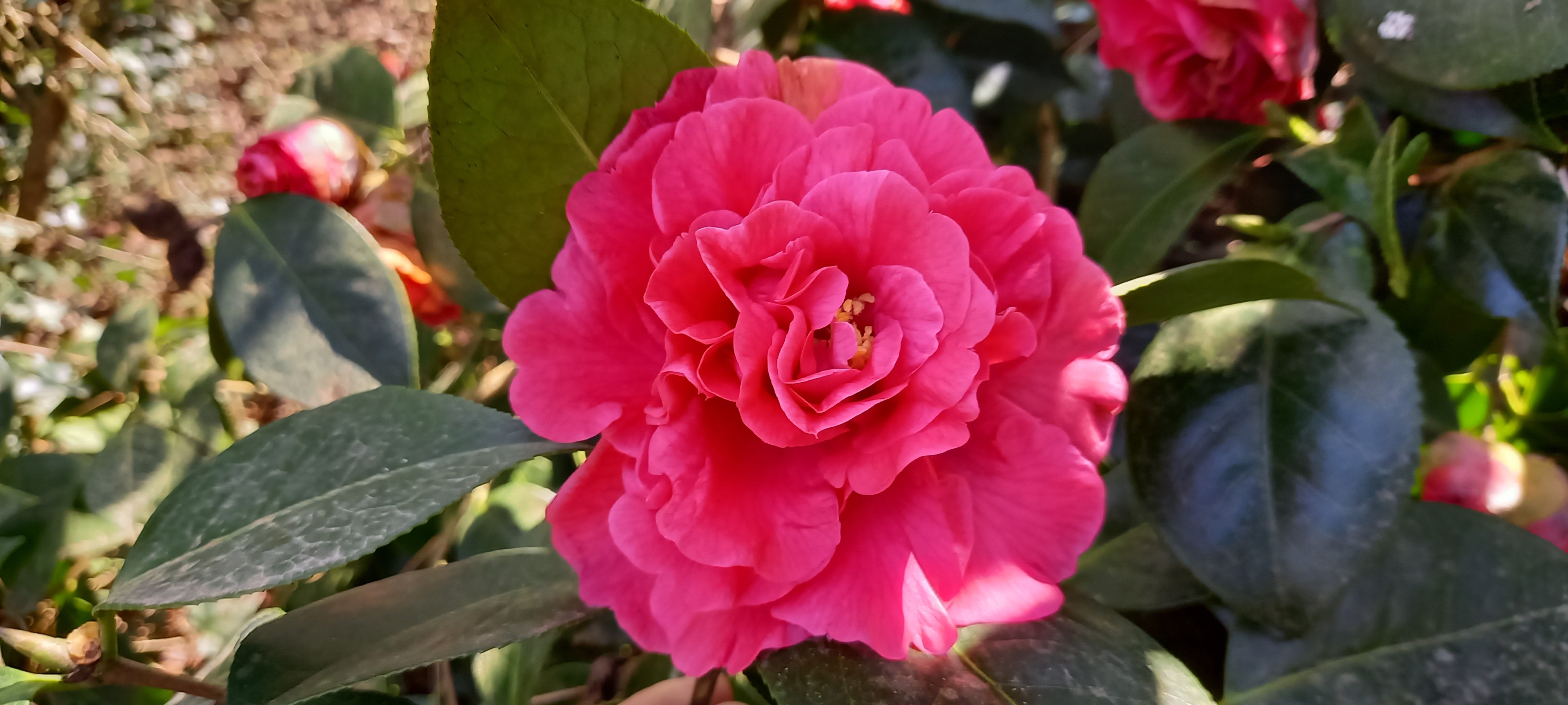 Camellia reticulata 'Miss Tulare'