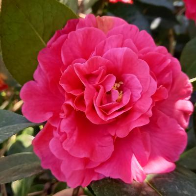 Camellia reticulata 'Miss Tulare'