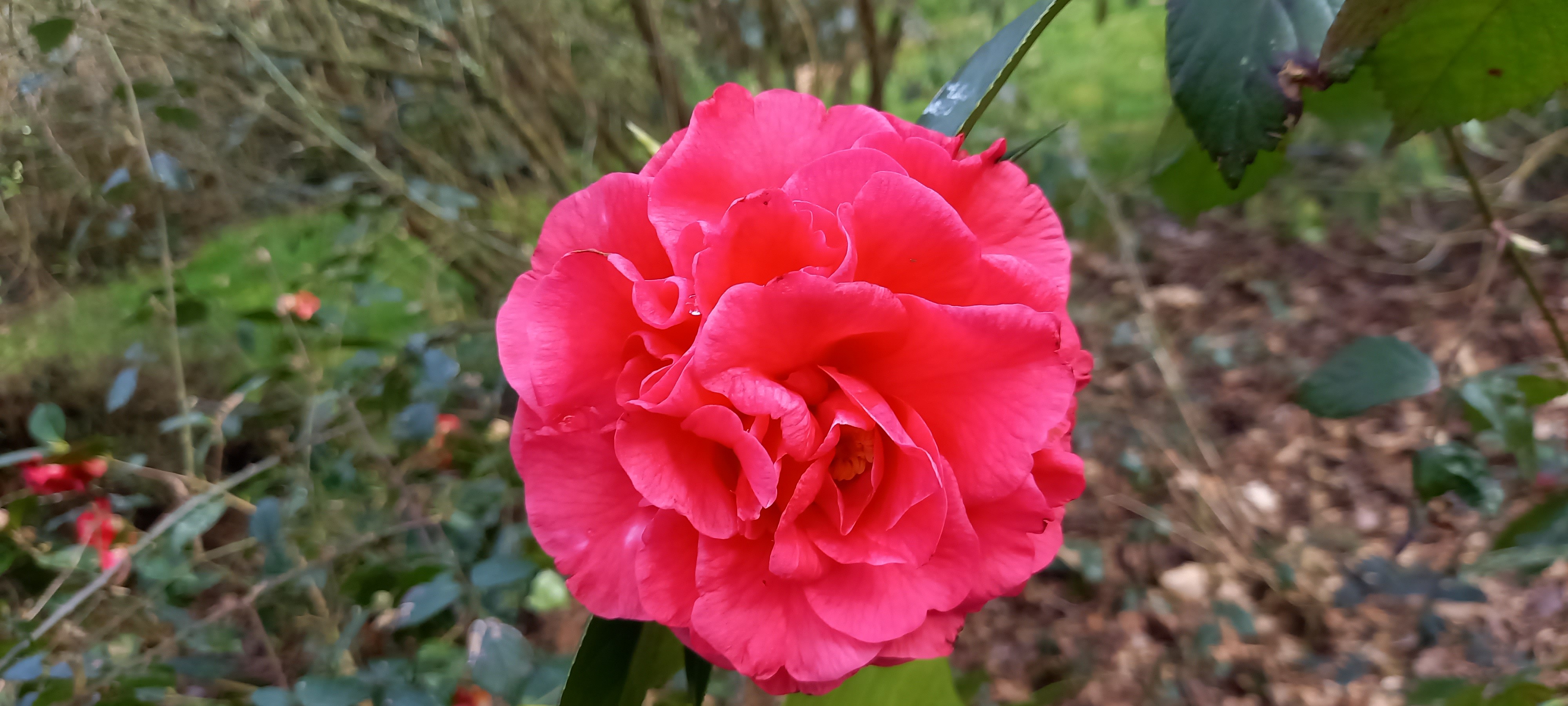 Camellia reticulata 'Miss Tulare'