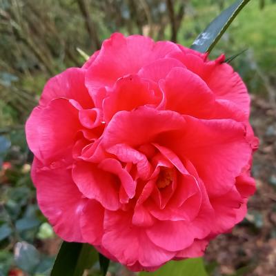 Camellia reticulata 'Miss Tulare'