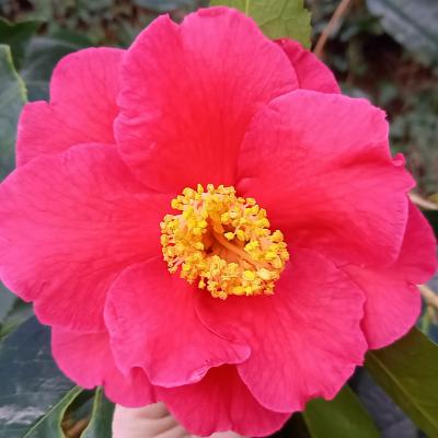 Camellia reticulata 'Royalty'