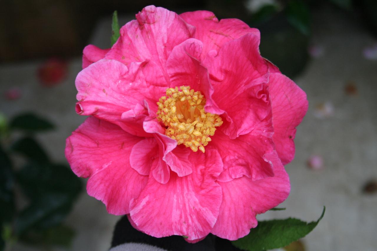Camellia reticulata 'Royalty'