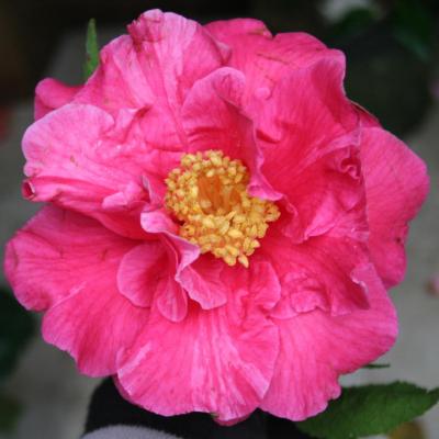 Camellia reticulata 'Royalty'