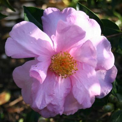 Camellia reticulata 'Show Girl'