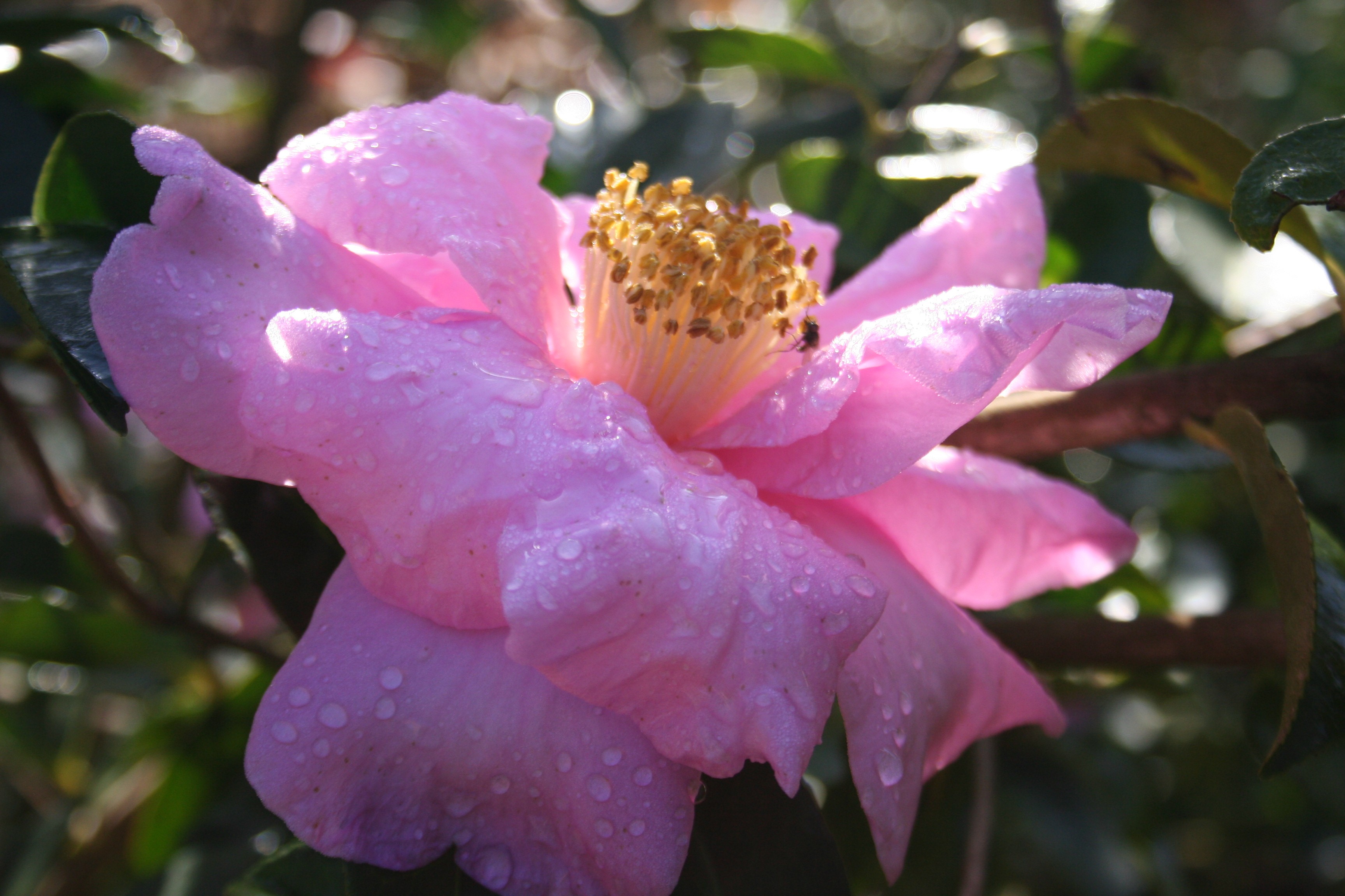 Camellia reticulata 'Show Girl'