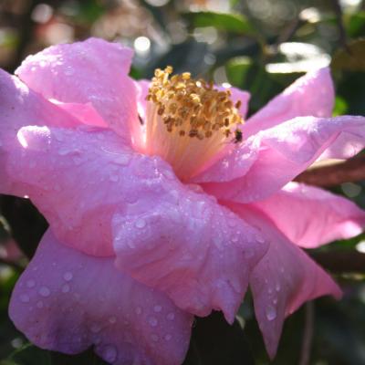 Camellia reticulata 'Show Girl'