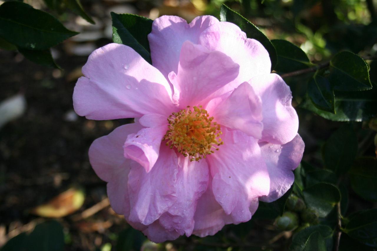 Camellia reticulata 'Show Girl'