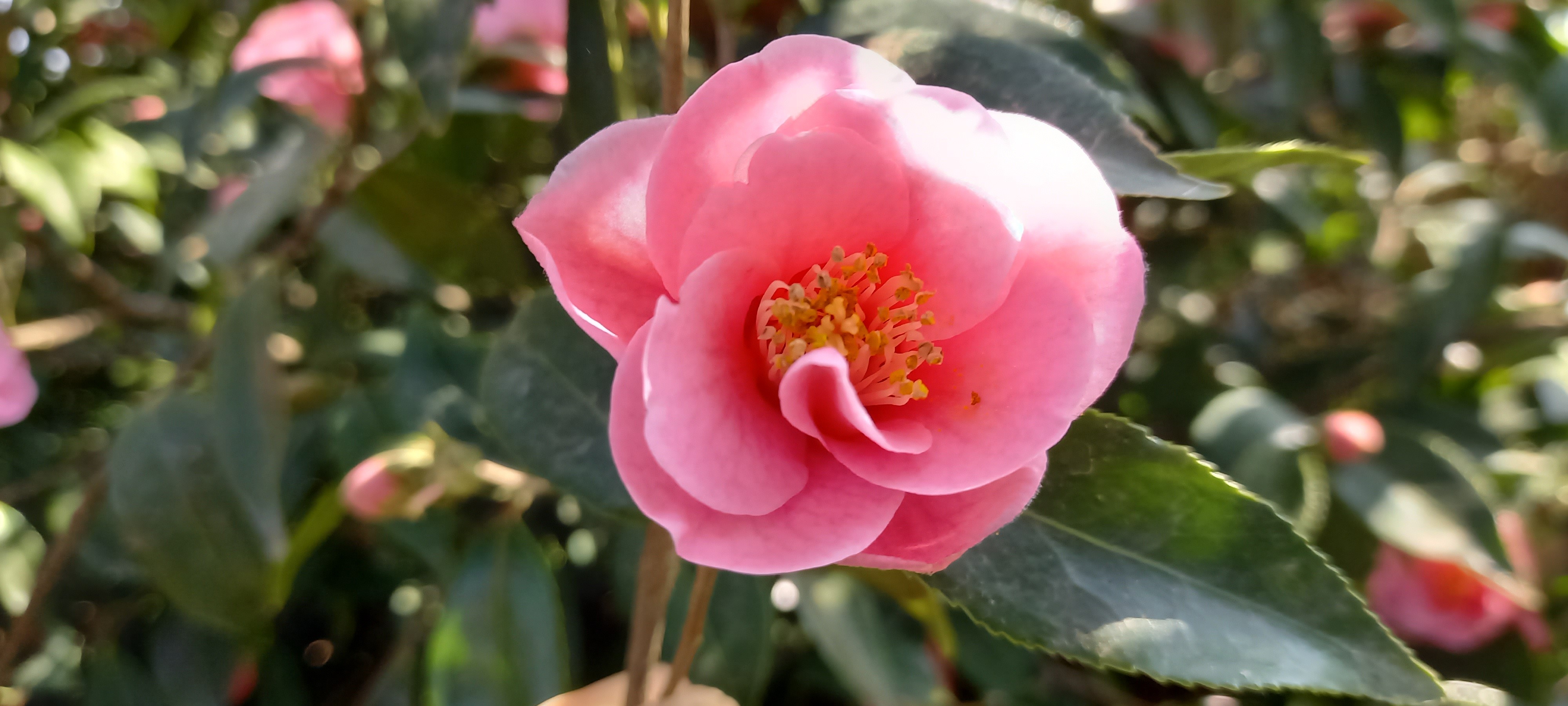 Camellia rosaeflora