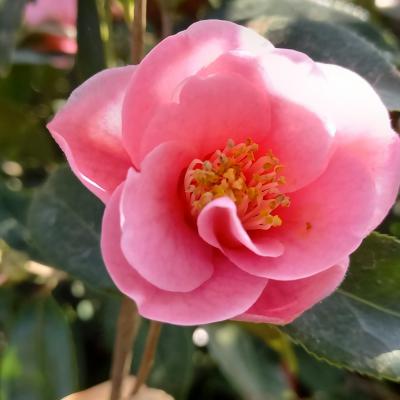 Camellia rosaeflora