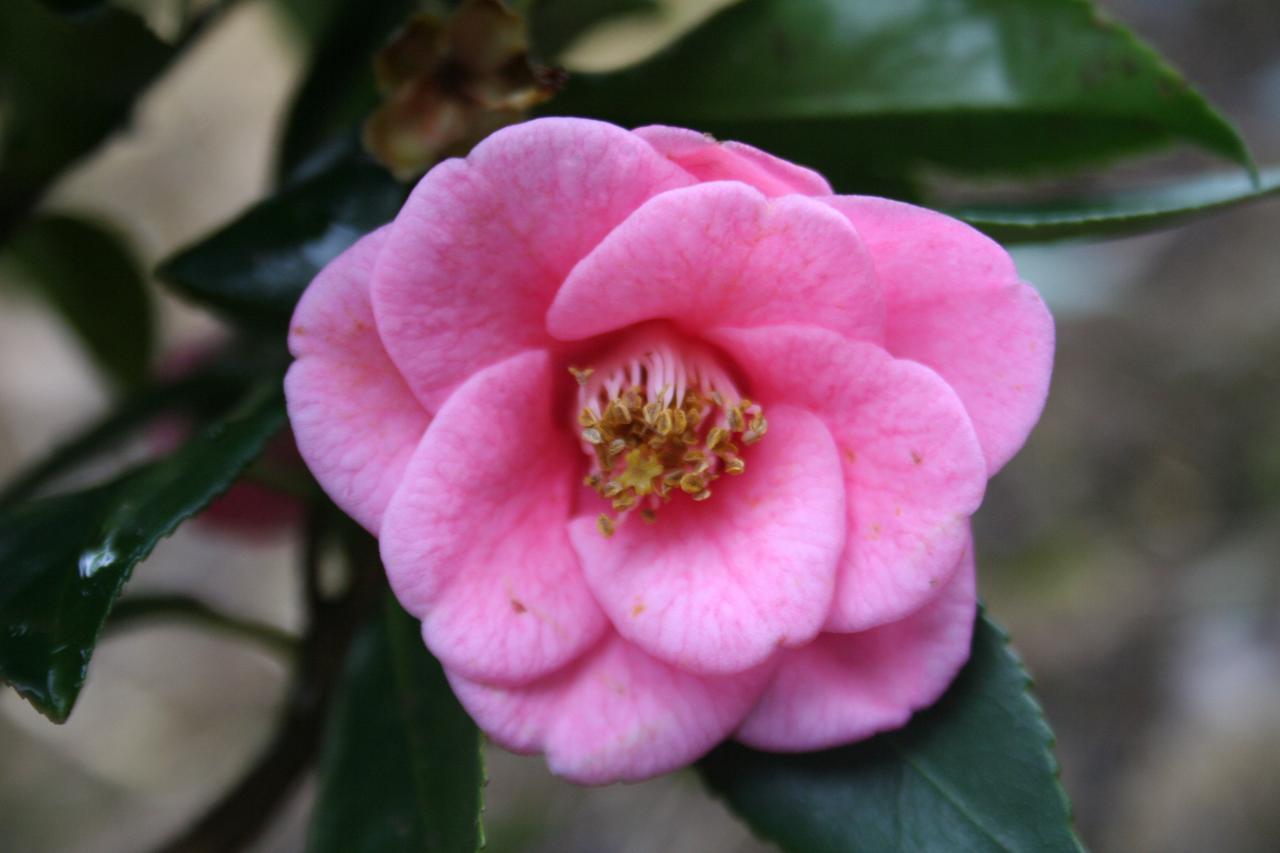 Camellia rosaeflora-4-