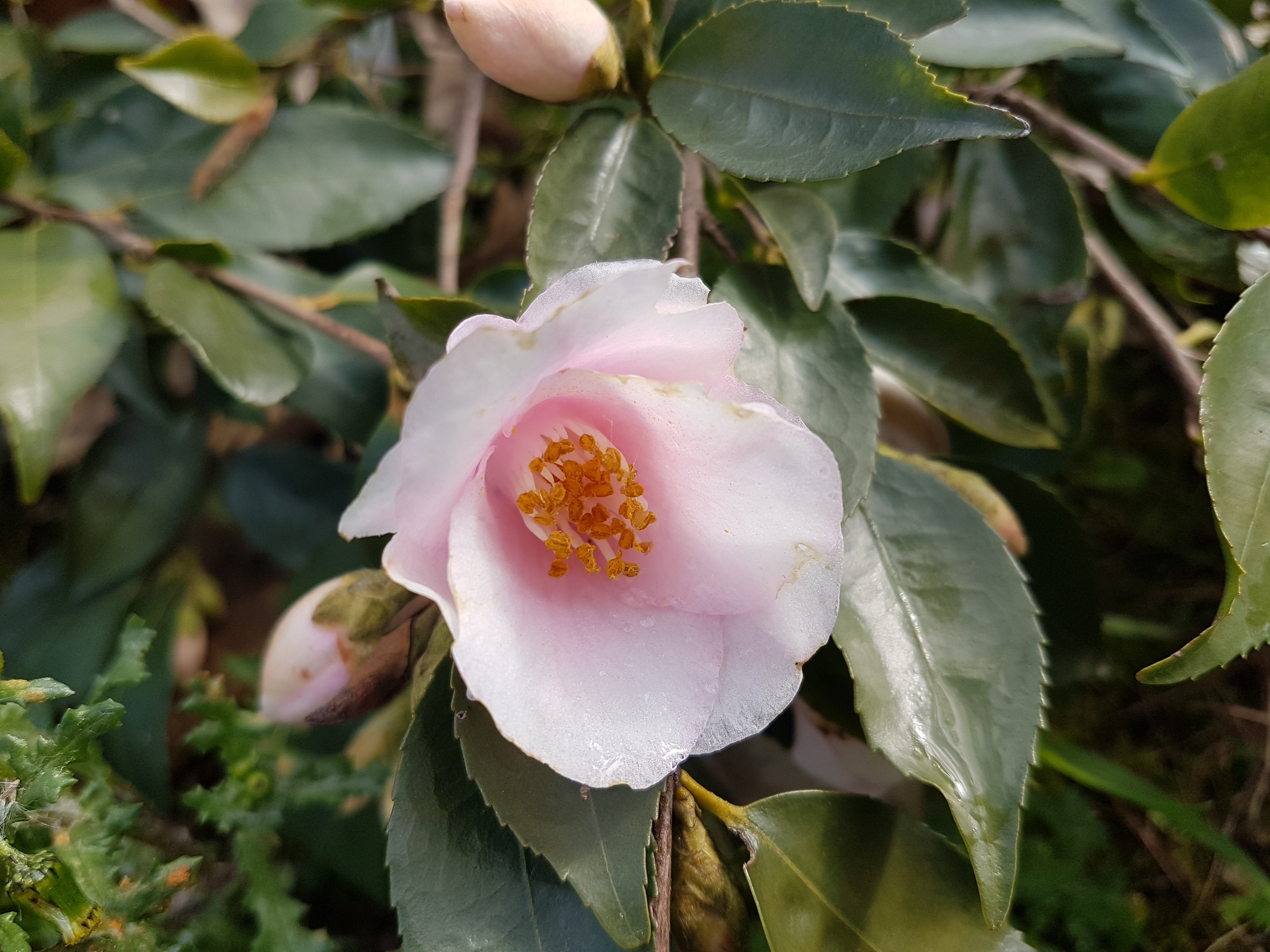 Camellia rosaeflora 'Cascade'