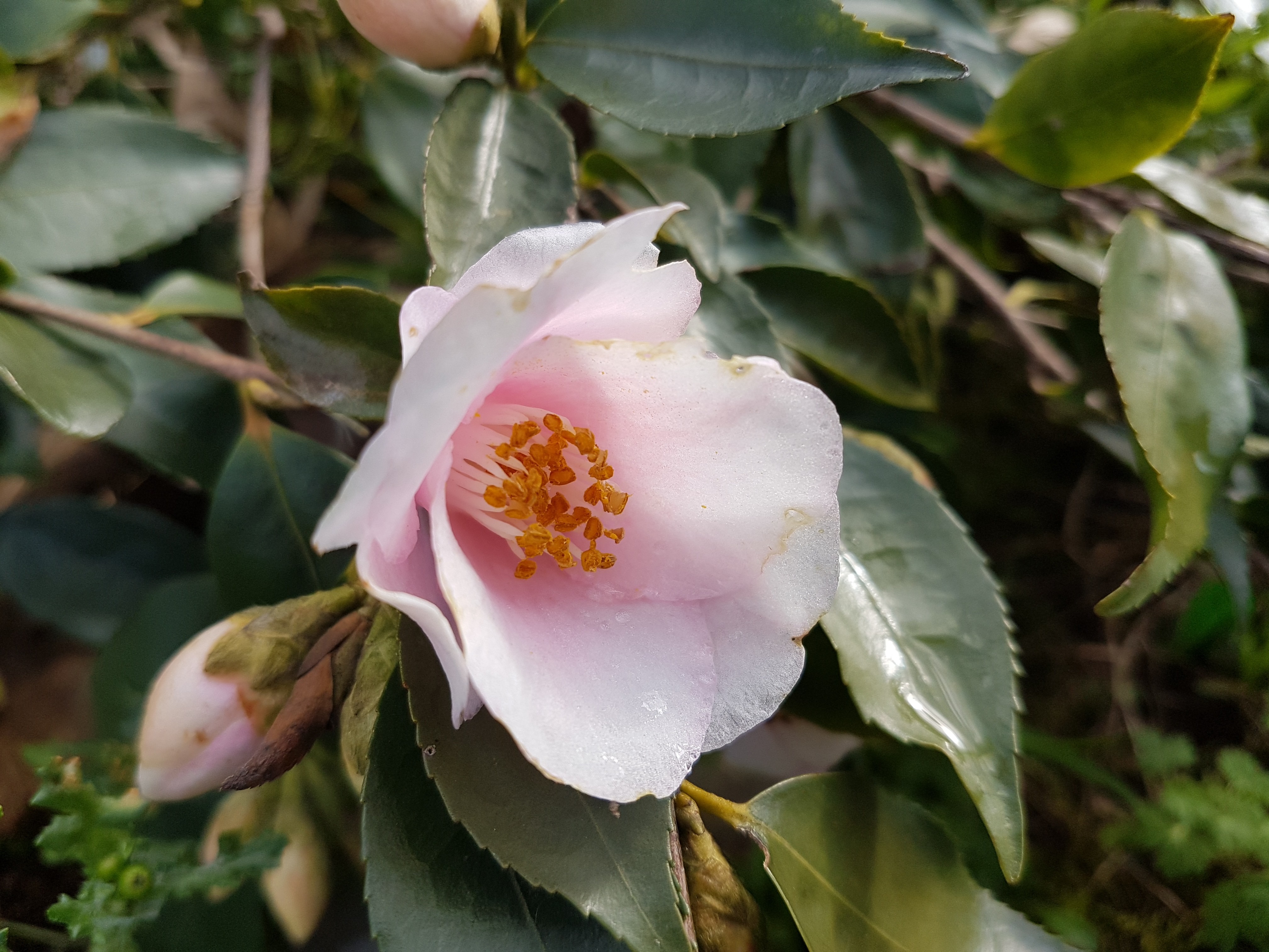 Camellia rosaeflora 'Cascade'