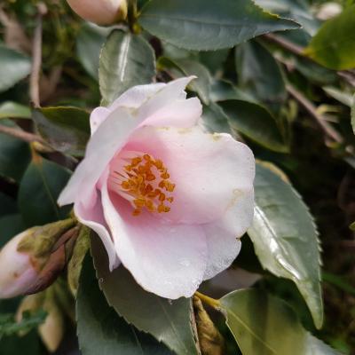 Camellia rosaeflora 'Cascade'