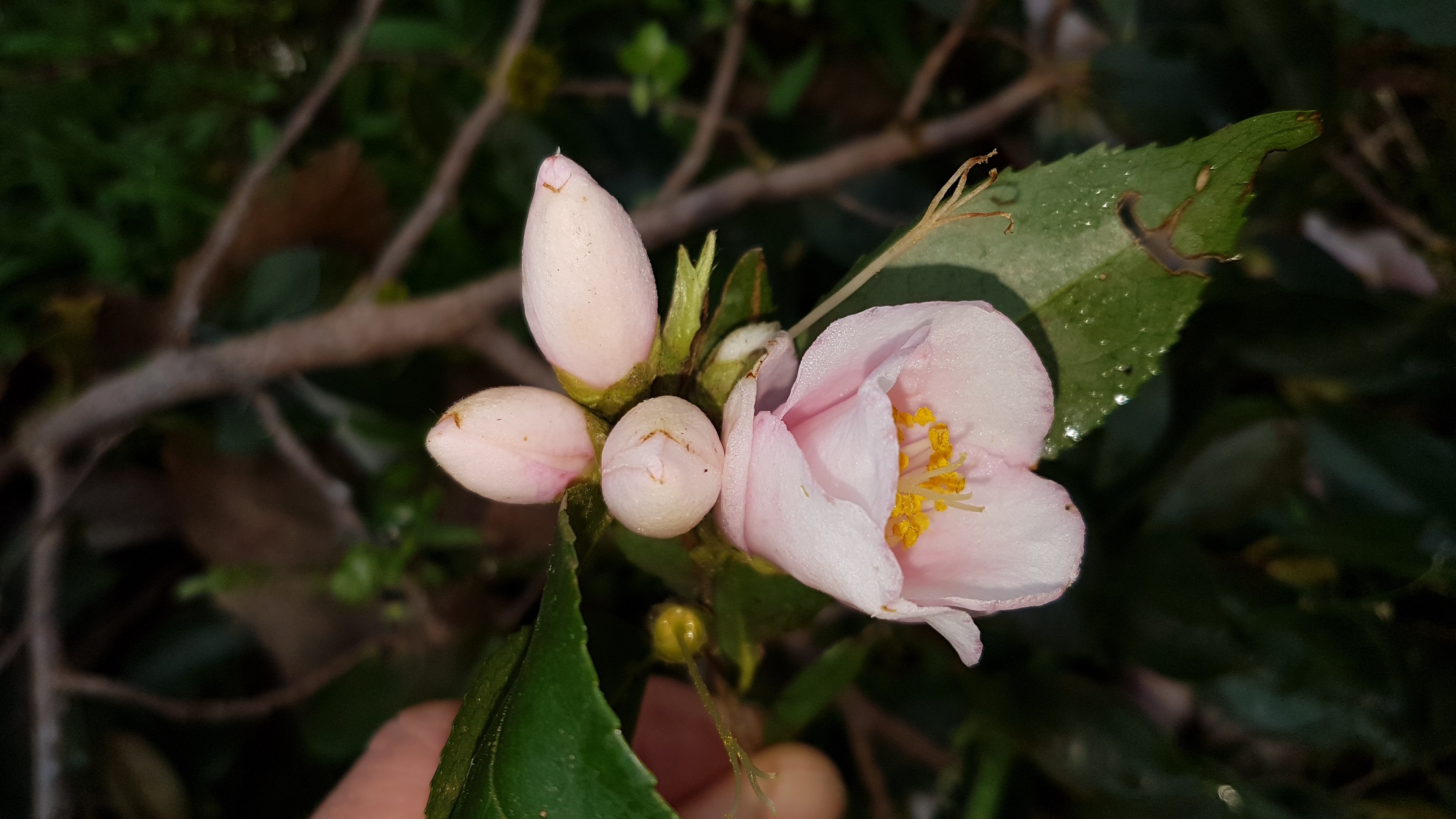 Camellia rosaeflora 'Cascade'