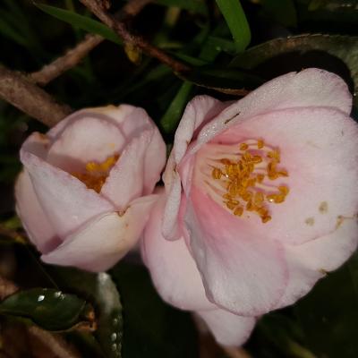 Camellia rosaeflora 'Cascade'