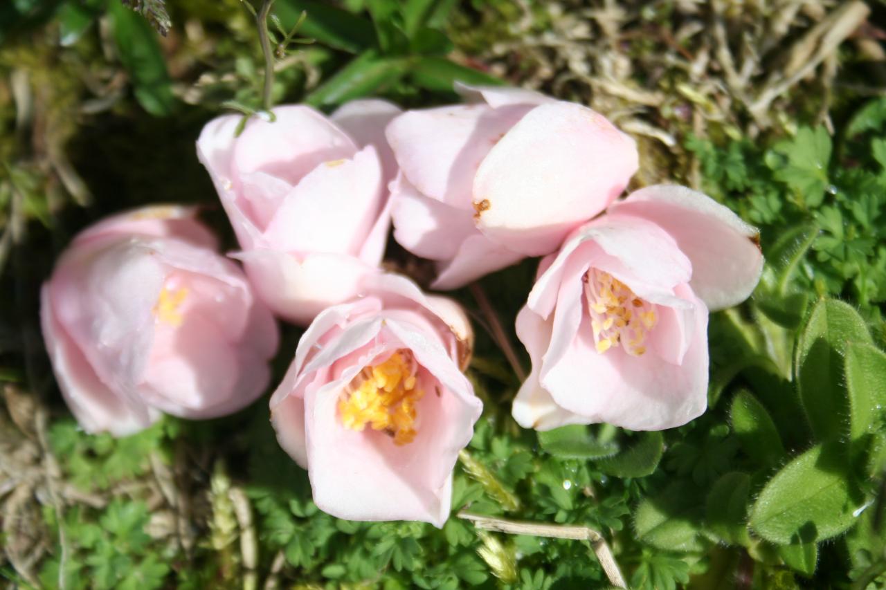 Camellia rosaeflora 'Cascade'