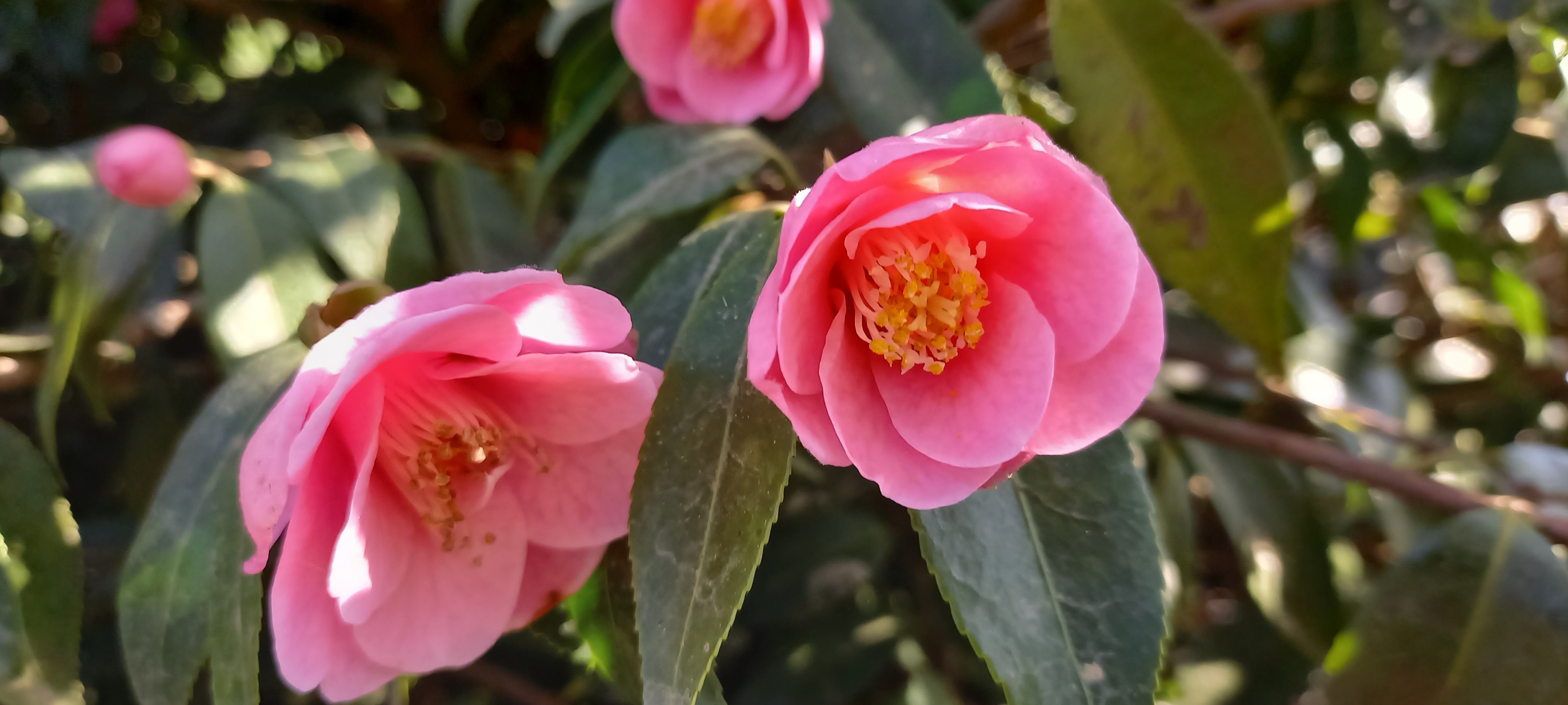 Camellia rosaeflora