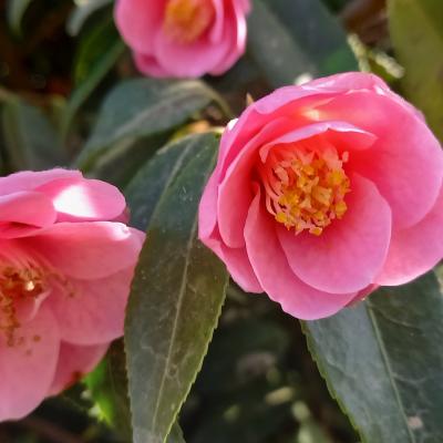 Camellia rosaeflora