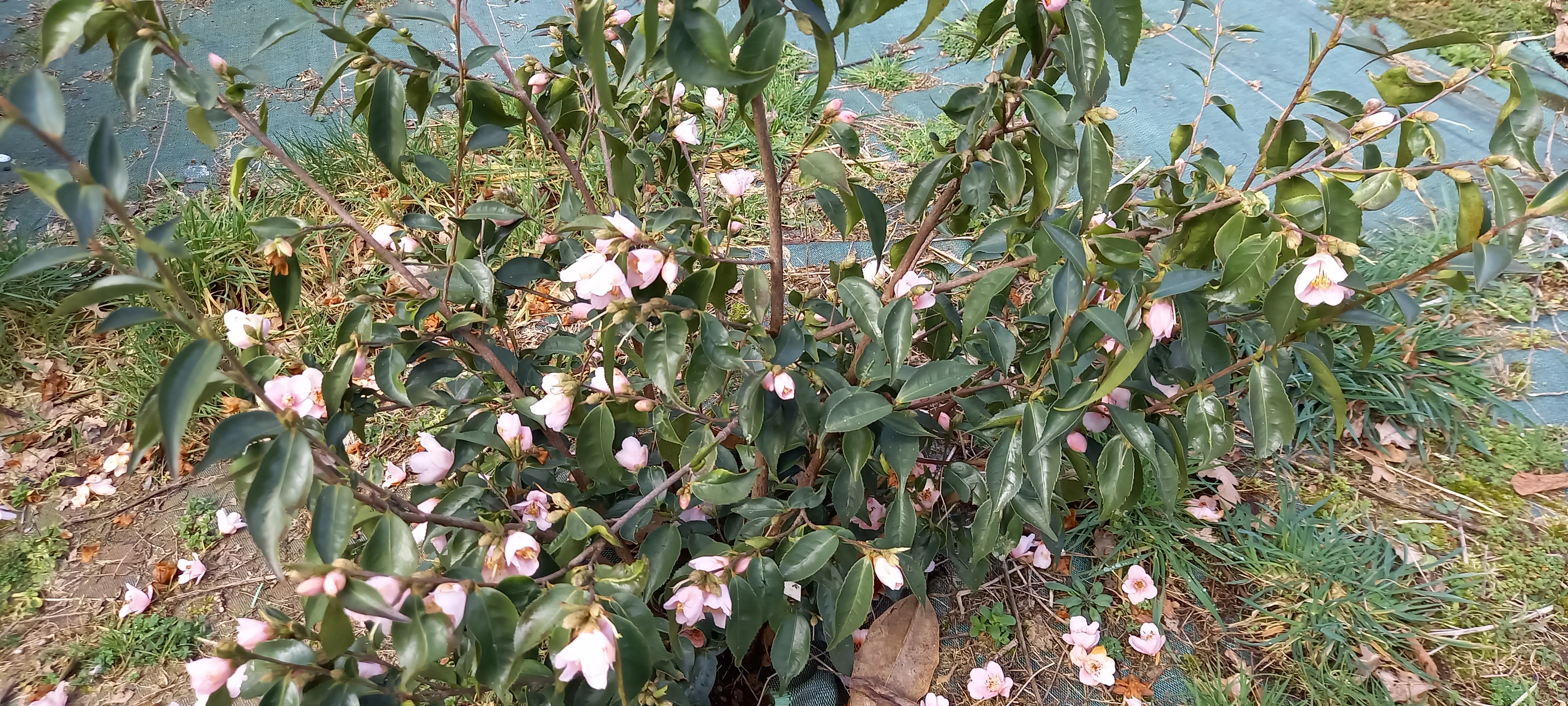 Camellia rosiflora 'Roka'