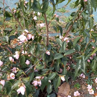 Camellia rosiflora 'Roka'