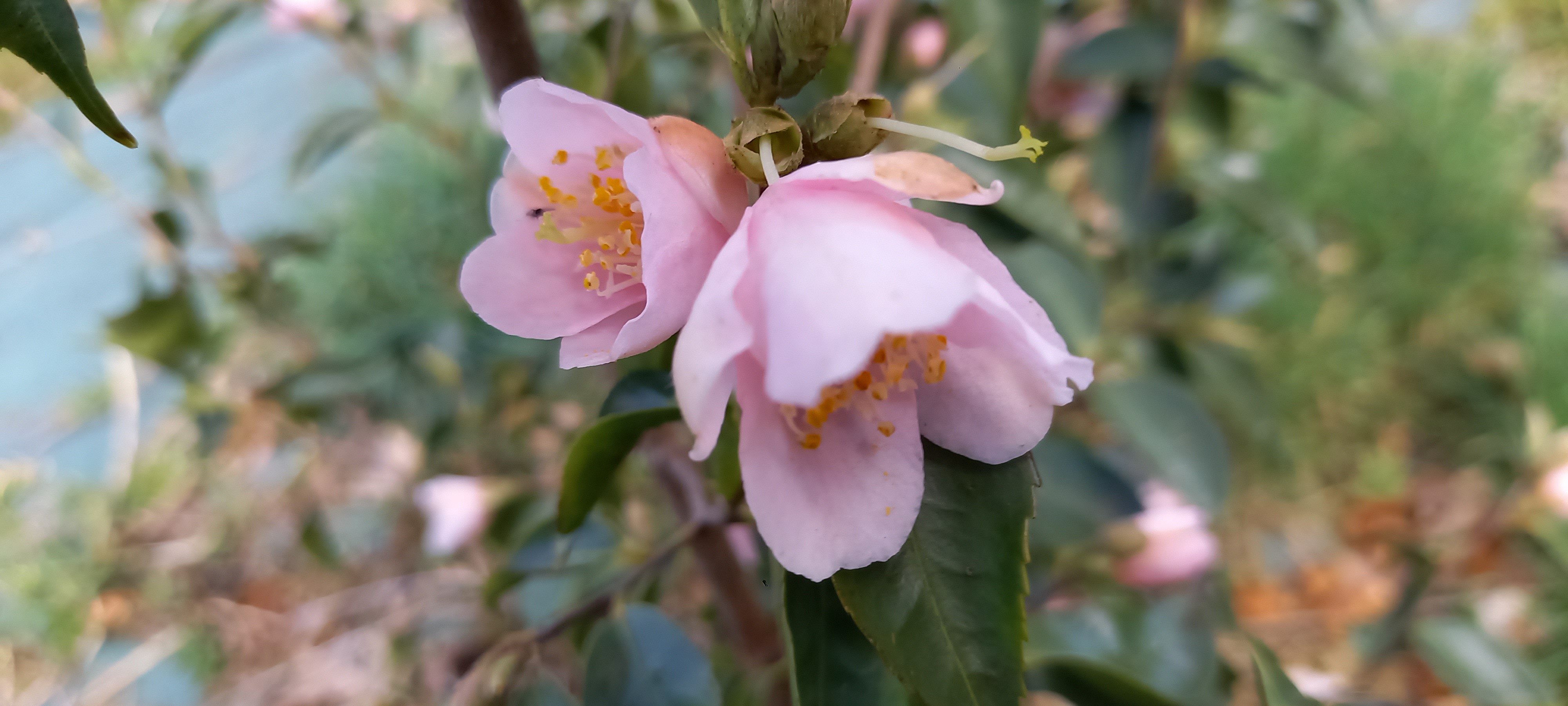 Camellia rosiflora 'Roka'