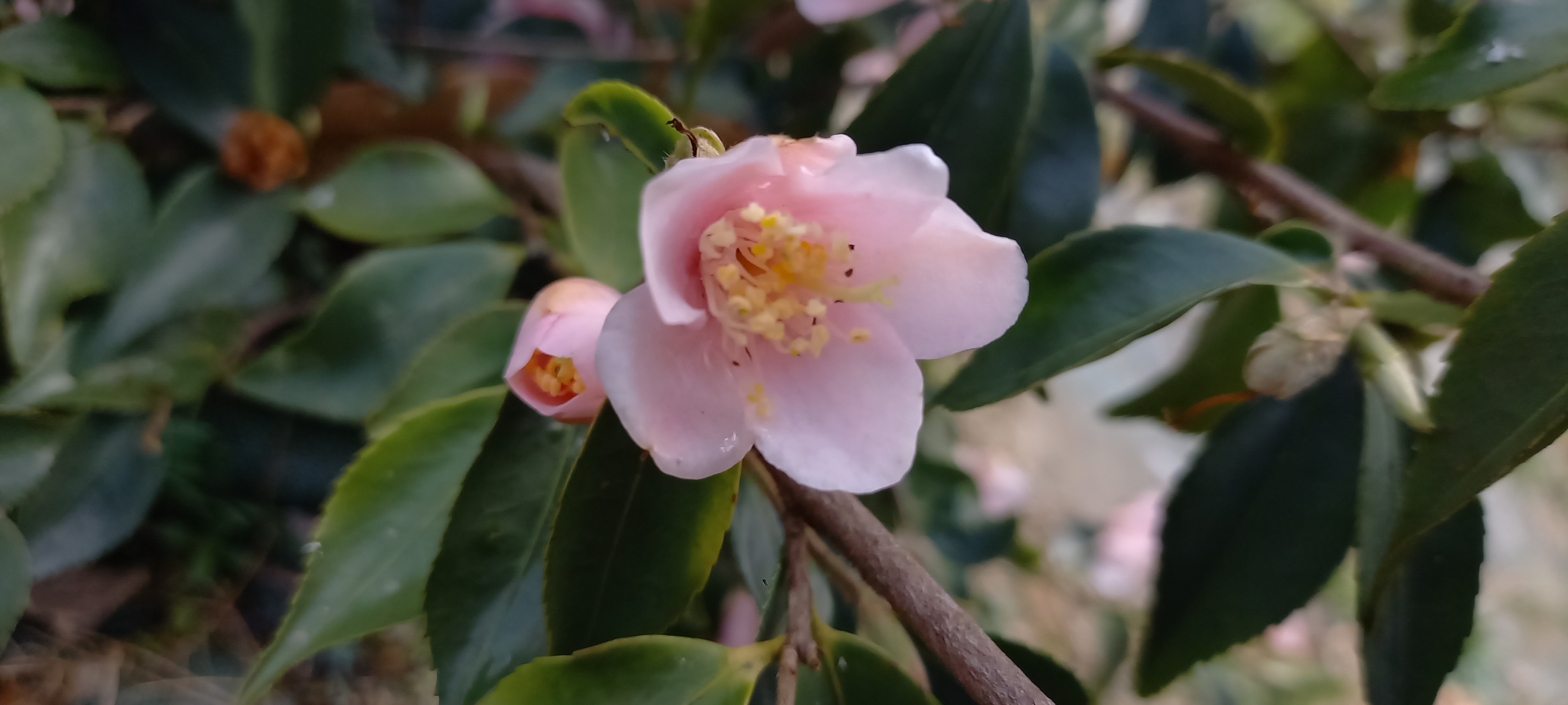 Camellia rosiflora 'Roka'